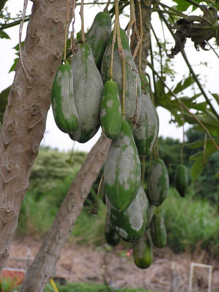 You are currently viewing Contrôle de l'oïdium des arbres fruitiers – Traiter l'oïdium des arbres fruitiers