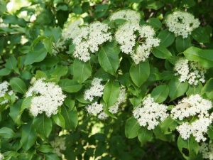 Lire la suite à propos de l’article Faits sur l'arbre Blackhaw – En savoir plus sur la culture d'une viorne Blackhaw