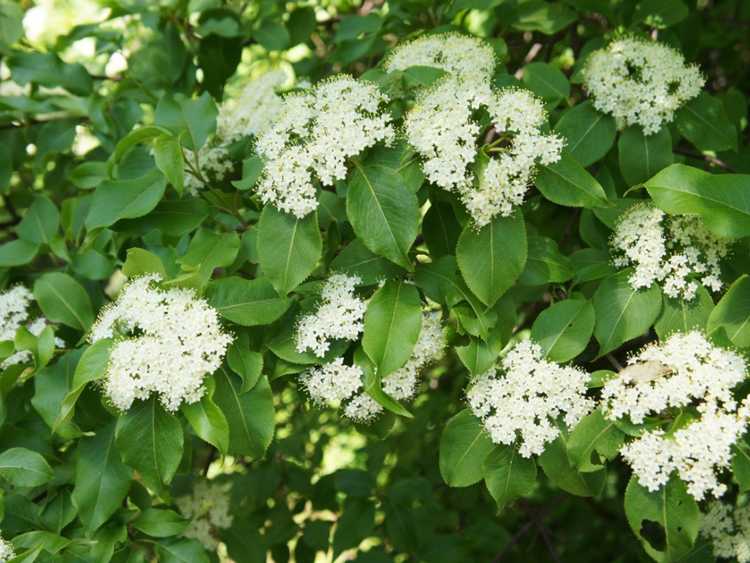 You are currently viewing Faits sur l'arbre Blackhaw – En savoir plus sur la culture d'une viorne Blackhaw