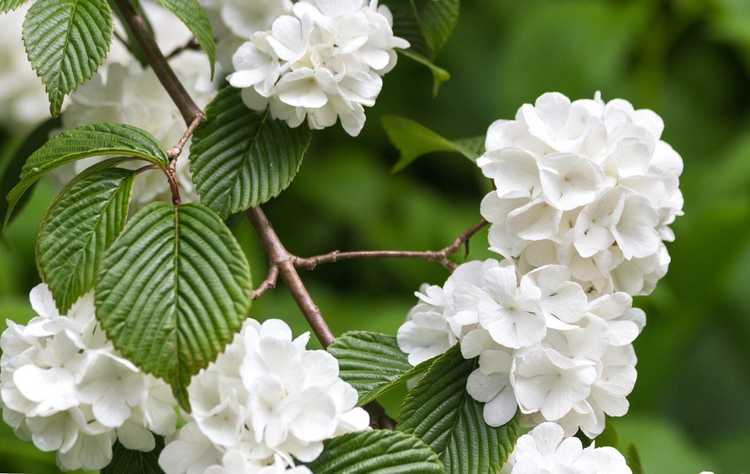 You are currently viewing Entretien des boules de neige japonaises : découvrez les arbres boules de neige japonais