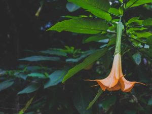 Lire la suite à propos de l’article Apprenez à tailler les arbres Brugmansia