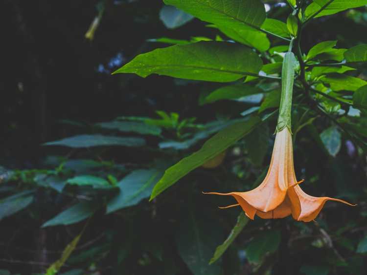 You are currently viewing Apprenez à tailler les arbres Brugmansia