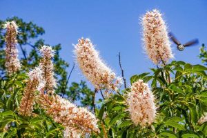 Lire la suite à propos de l’article California Buckeye Care: Comment planter un arbre California Buckeye