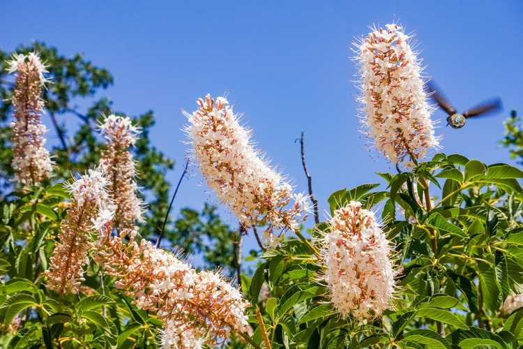 You are currently viewing California Buckeye Care: Comment planter un arbre California Buckeye