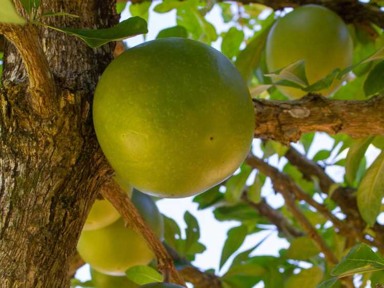 You are currently viewing Faits sur l'arbre calebasse – Comment faire pousser un arbre calebasse