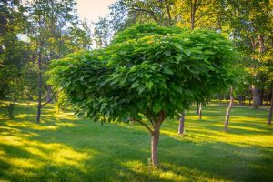 Lire la suite à propos de l’article Variétés d'arbres Catalpa : découvrez les différents types d'arbres Catalpa