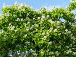 Lire la suite à propos de l’article Plantation d'arbres Catalpa: Comment faire pousser un arbre Catalpa