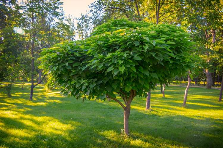 You are currently viewing Variétés d'arbres Catalpa : découvrez les différents types d'arbres Catalpa