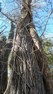 Lire la suite à propos de l’article Dommages aux arbres Campsis – Comment enlever les vignes trompettes des arbres