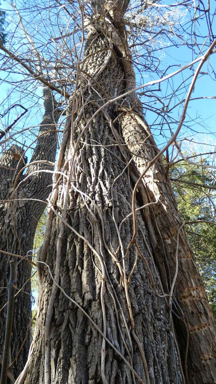 You are currently viewing Dommages aux arbres Campsis – Comment enlever les vignes trompettes des arbres