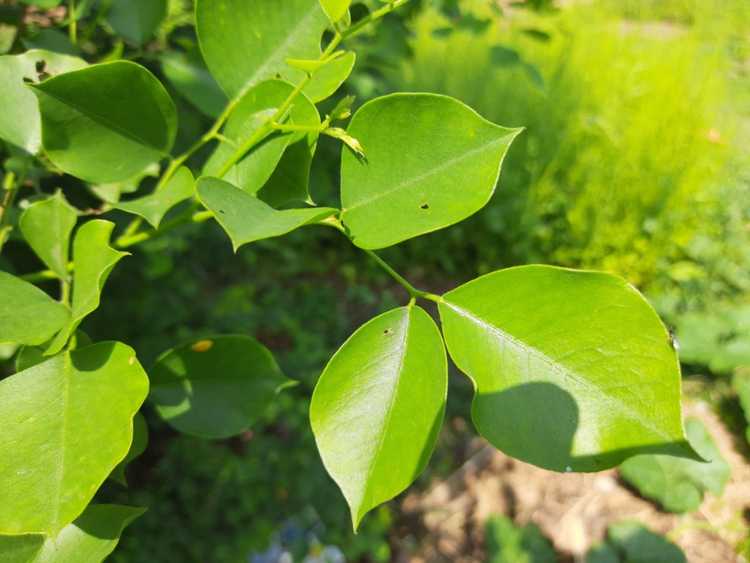 Lire la suite à propos de l’article Informations sur l'arbre Sissoo : En savoir plus sur les arbres Dalbergia Sissoo