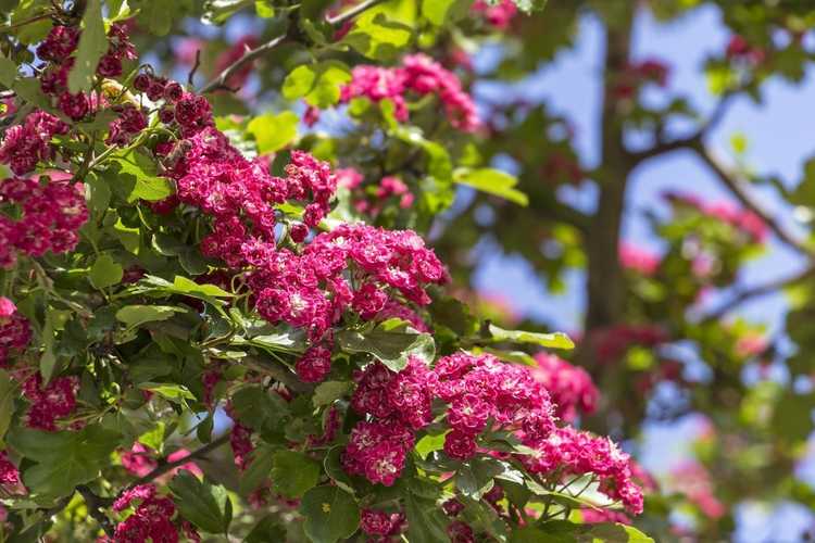 You are currently viewing Qu'est-ce que l'aubépine anglaise – Comment faire pousser des arbres d'aubépine anglaise