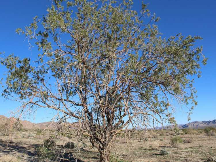 Lire la suite à propos de l’article Entretien du bois de fer du désert : comment faire pousser un arbre de bois de fer du désert