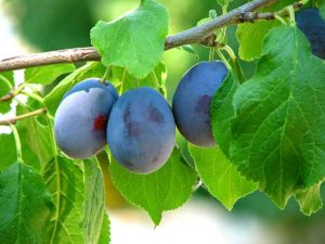 Lire la suite à propos de l’article Farleigh Damson Info: Comment faire pousser un arbre Farleigh Damson