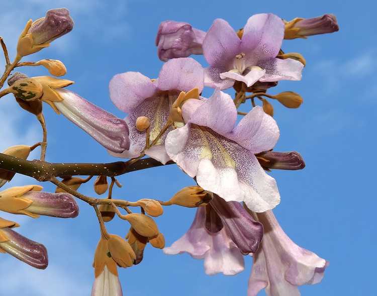 Lire la suite à propos de l’article Contrôler le Paulownia – Conseils pour se débarrasser des arbres Royal Empress