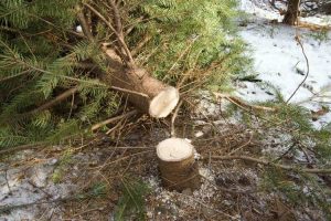 Lire la suite à propos de l’article Informations sur la replantation d'un arbre de Noël sans racines