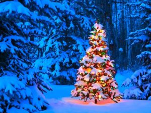 Lire la suite à propos de l’article Comment planter votre arbre de Noël dans votre jardin