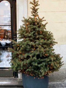 Lire la suite à propos de l’article Entretien de l'arbre de Noël : prendre soin d'un arbre de Noël vivant dans votre maison