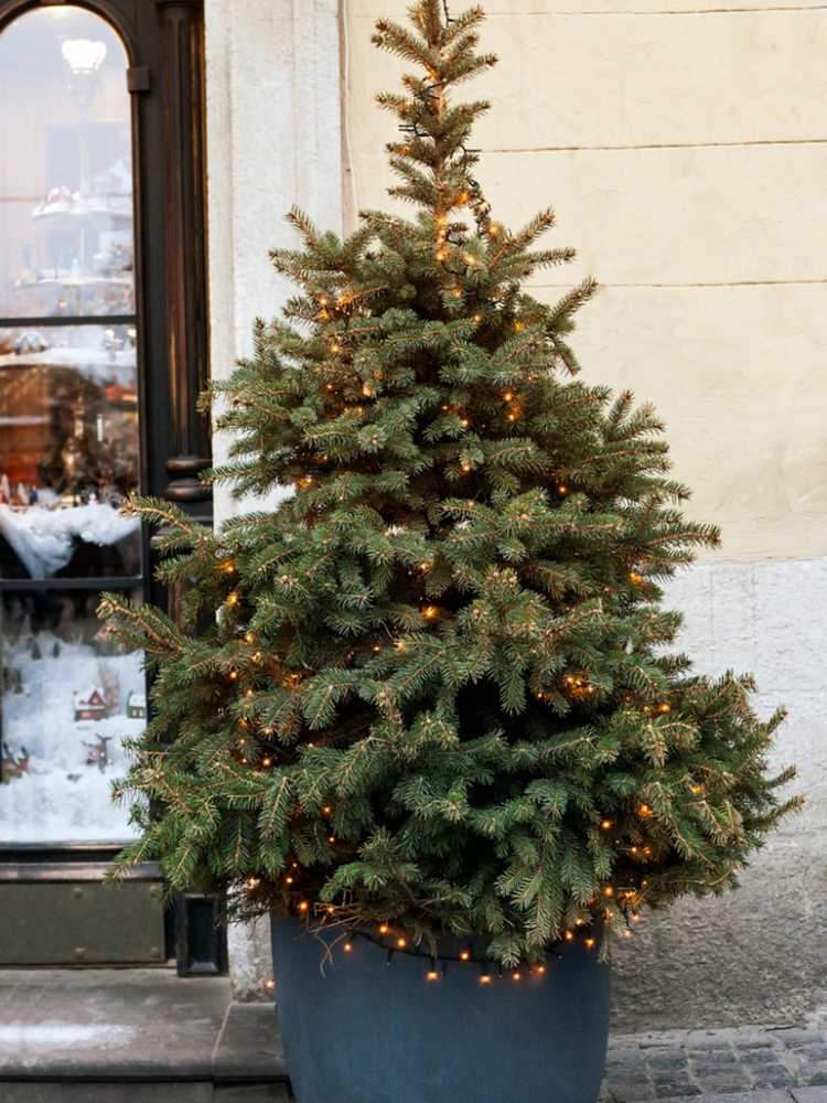 You are currently viewing Entretien de l'arbre de Noël : prendre soin d'un arbre de Noël vivant dans votre maison