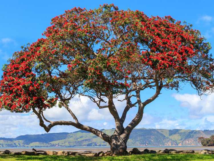 Lire la suite à propos de l’article Pohutukawa Info – Cultiver des arbres de Noël en Nouvelle-Zélande