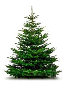 Lire la suite à propos de l’article Ravageurs des arbres de Noël : que faire contre les insectes sur un arbre de Noël