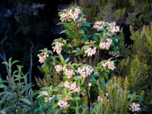 Lire la suite à propos de l’article Planter des arbres respectueux des abeilles – Ajouter de beaux arbres qui aident les abeilles