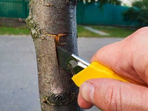 Lire la suite à propos de l’article Informations sur le bourgeonnement des arbres : qu'est-ce que la propagation en herbe