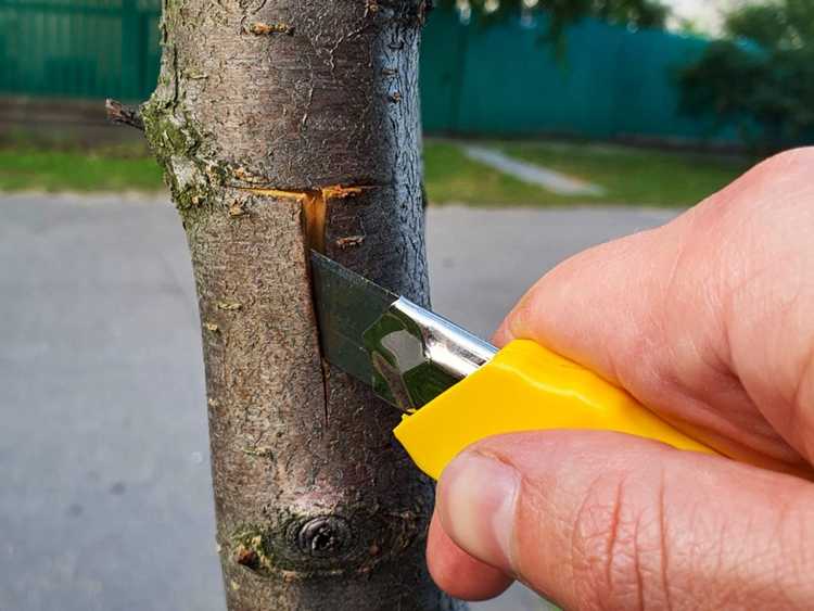 You are currently viewing Informations sur le bourgeonnement des arbres : qu'est-ce que la propagation en herbe