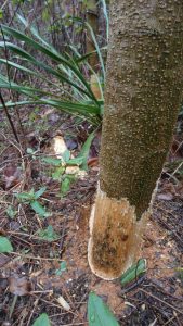 Lire la suite à propos de l’article Protéger les arbres des rongeurs : que faire des arbres endommagés par les rongeurs