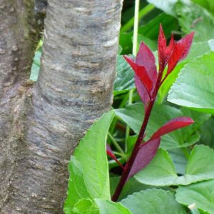 Lire la suite à propos de l’article Élimination des meuniers d’arbres et contrôle des meuniers d’arbres