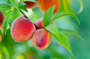 Lire la suite à propos de l’article Technique d'annelage d'arbres : découvrez l'annelage pour la production de fruits