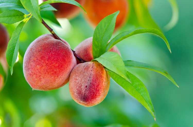 You are currently viewing Technique d'annelage d'arbres : découvrez l'annelage pour la production de fruits