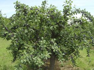 Lire la suite à propos de l’article Faire revivre un vieil arbre fruitier : comment rajeunir de vieux arbres fruitiers