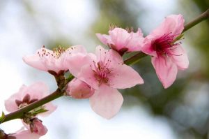 Lire la suite à propos de l’article Pollinisation manuelle des fruits à noyau – Pollinisation manuelle des arbres fruitiers à noyau