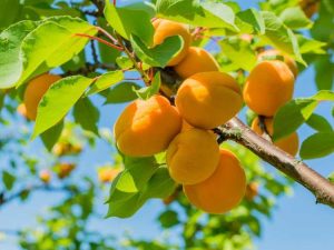 Lire la suite à propos de l’article Chute des fruits d'abricot : causes et traitement de la chute des fruits d'abricot