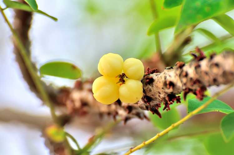 Lire la suite à propos de l’article Informations sur les arbres fruitiers Cermai : En savoir plus sur la culture des groseilles à maquereau Otaheite