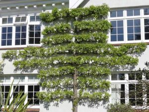 Lire la suite à propos de l’article Comment Espalier : Instructions pour la formation des arbres fruitiers