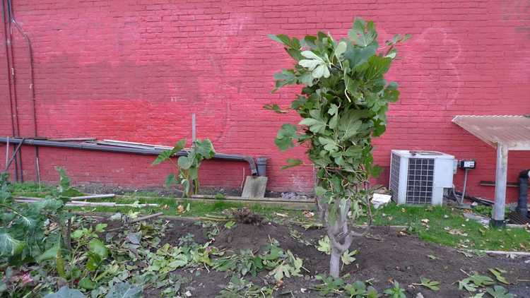 You are currently viewing Pouvez-vous enterrer des arbres fruitiers : comment enterrer un arbre fruitier pour une protection hivernale