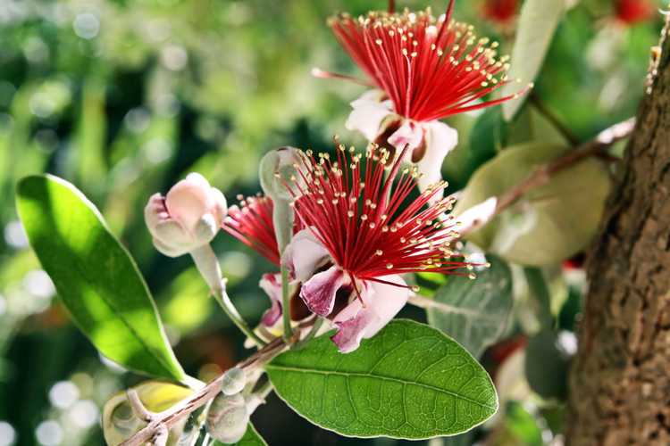 You are currently viewing Informations sur la goyave ananas Feijoa : conseils sur la culture des arbres fruitiers Feijoa