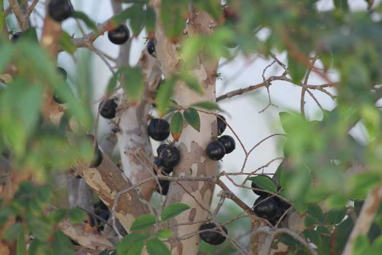 You are currently viewing Entretien des arbres Jaboticaba : informations sur les arbres fruitiers Jaboticaba