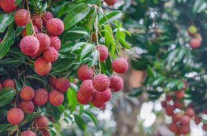 Lire la suite à propos de l’article Qu'est-ce que le fruit du litchi – En savoir plus sur la culture des litchis