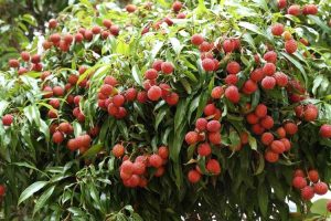 Lire la suite à propos de l’article Amincissement des fruits de litchi – Comment éclaircir les fruits de litchi