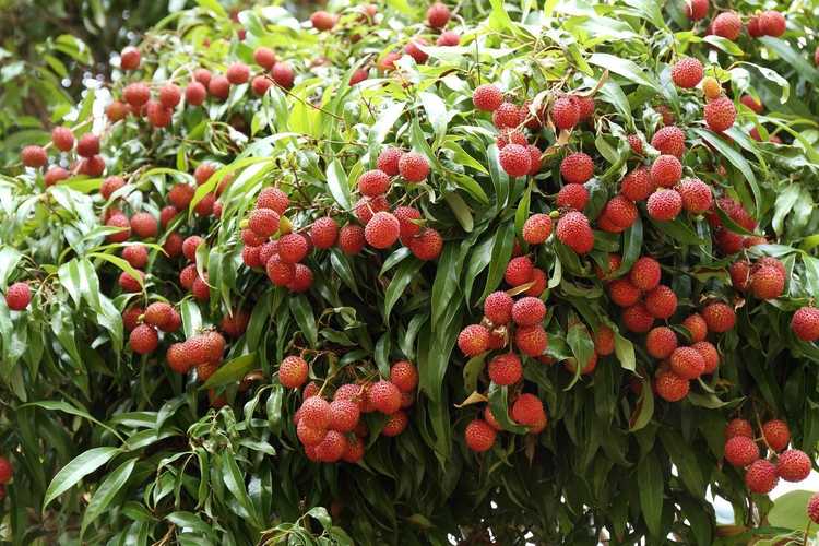 You are currently viewing Amincissement des fruits de litchi – Comment éclaircir les fruits de litchi