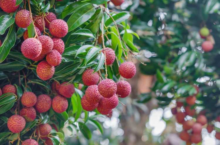 You are currently viewing Qu'est-ce que le fruit du litchi – En savoir plus sur la culture des litchis