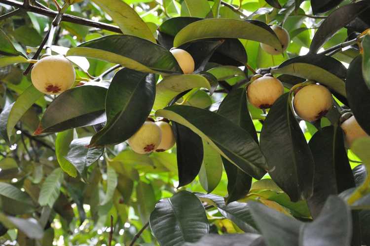 You are currently viewing Qu'est-ce que le mangoustan : comment faire pousser des arbres fruitiers de mangoustan