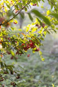 Lire la suite à propos de l’article Variétés d'arbres Mayhaw : découvrez les différents types d'arbres fruitiers Mayhaw