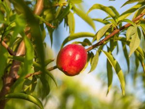 Lire la suite à propos de l’article Cultiver des arbres fruitiers de nectarine : découvrez les soins à apporter aux arbres de nectarine