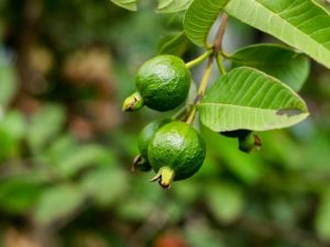 Lire la suite à propos de l’article Fruits tolérants à la chaleur – Cultiver des fruits par temps chaud