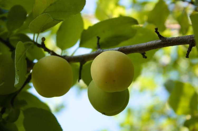 You are currently viewing Prendre soin de Willingham Gage: Comment faire pousser des arbres fruitiers Willingham Gage