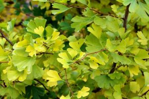 Lire la suite à propos de l’article Comment tailler un ginkgo – Conseils pour tailler les arbres de ginkgo